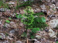 Prickly Tree-Clubmoss
